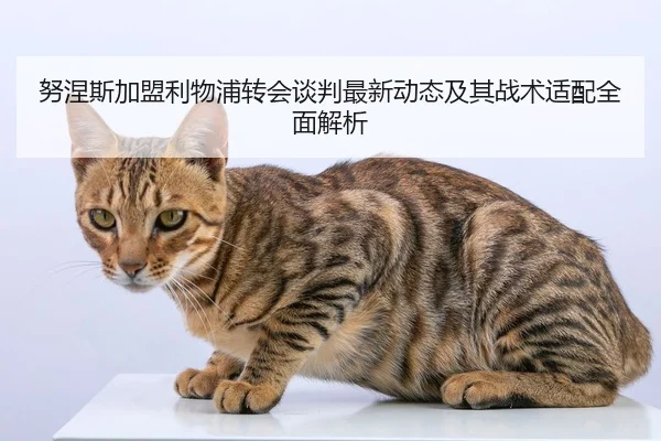 努涅斯加盟利物浦转会谈判最新动态及其战术适配全面解析